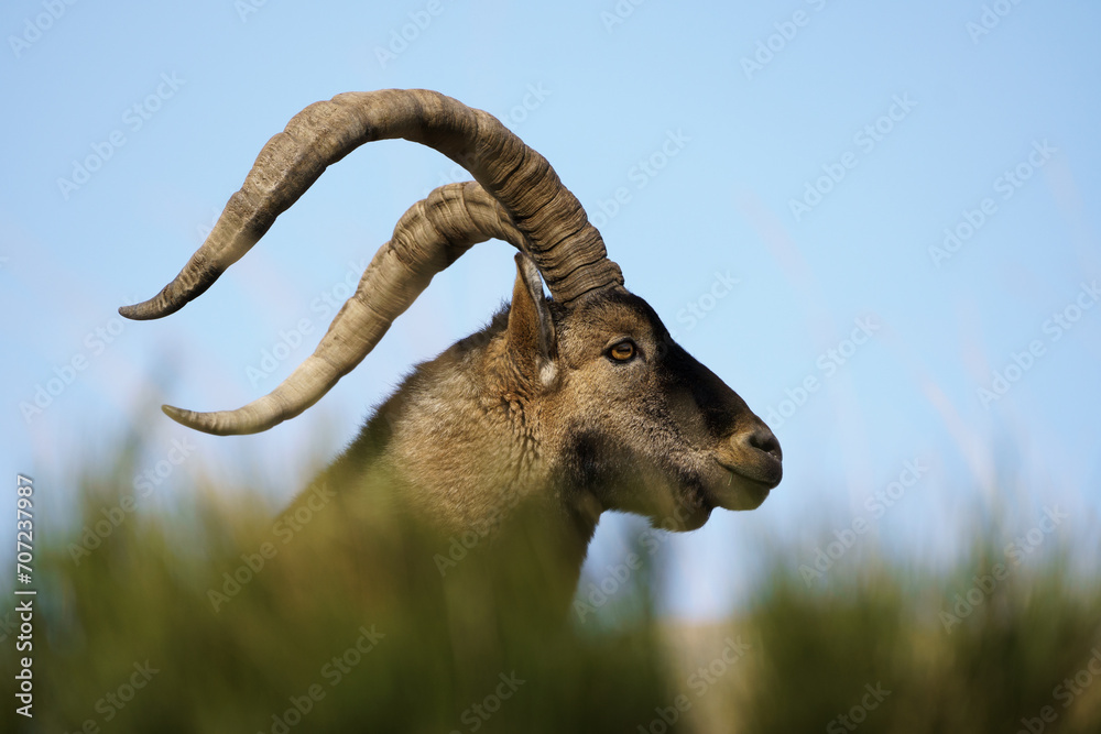 The Iberian Ibex, Spanish Ibex, Spanish wild goat or Iberian wild goat is a species of Ibex with four subspecies.	