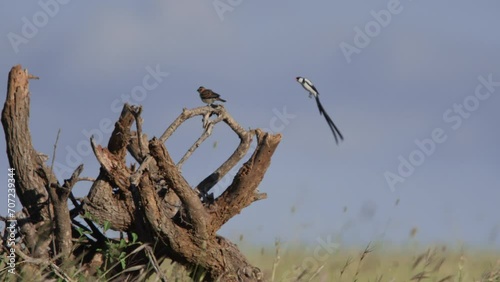 Extreme wide shot of a pin-tailed whydah (Vidua macroura) mating display to impress a female during the morning in Kenya. photo