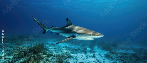A Majestic Caribbean Reef Shark Swimming Gracefully In Crystal Clear Blue Waters. Сoncept Wildlife Photography, Underwater Wonders, Marine Life, Shark Conservation, Caribbean Treasures