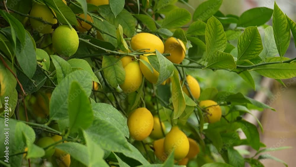 Fresh Citrus Fruit on a Healthy Fruit Tree Fresh Citrus Fruit on a Healthy Fruit Tree