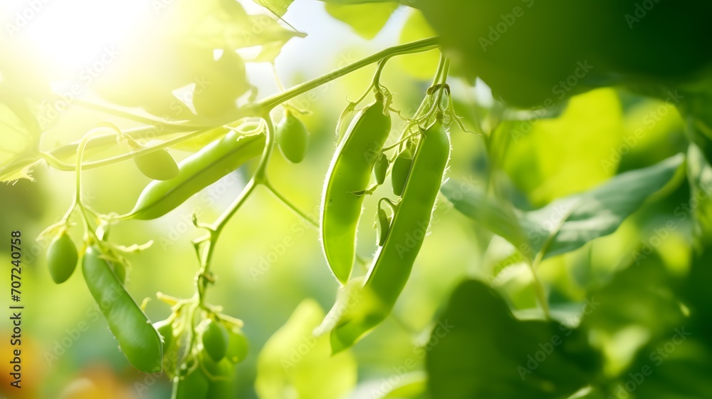 Young organic green pea pods growing on bushes in sunny light. Plant of legumes in summer garden, banner format. - obrazy, fototapety, plakaty 