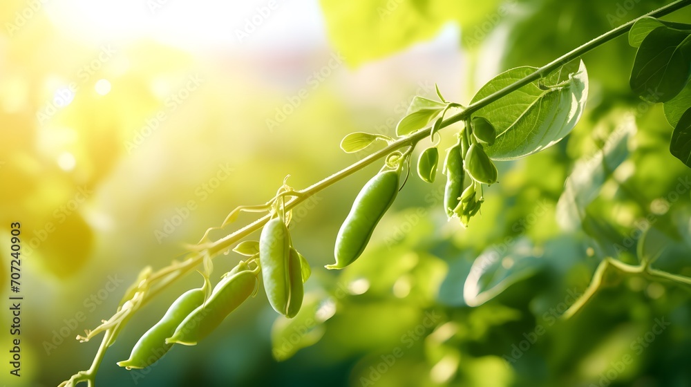 Young organic green pea pods growing on bushes in sunny light. Plant of legumes in summer garden, banner format. - obrazy, fototapety, plakaty 