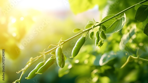 Young organic green pea pods growing on bushes in sunny light. Plant of legumes in summer garden, banner format. photo