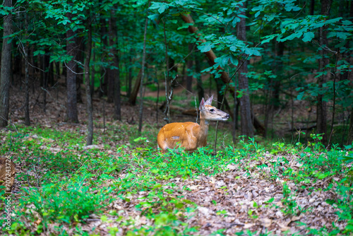 A white tailed deer or Odocoileus virginianus is looking for food in Kennesaw Mountain. They were on the verge of existences in Georgia  US. But now they reappear thanks to wildlife management efforts