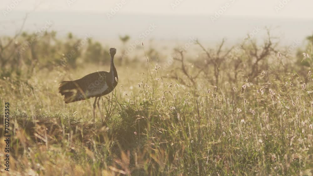 Wide shot of a black-bellied bustard (Lissotis melanogaster) looking directly at the camera during the morning in Kenya. Wide shot of a black-bellied bustard (Lissotis melanogaster) looking directly at the camera during the morning in Kenya.