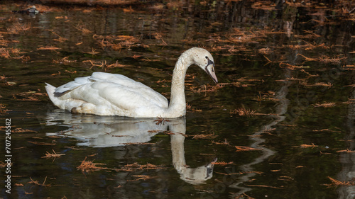 Canvas Print Juvenile Mute Swan at Wildlife Refuge in Rome Georgia.