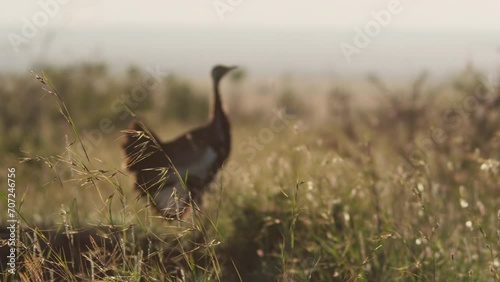 Rack focus of a black-bellied bustard (Lissotis melanogaster) standing between grass during the morning in Kenya. photo