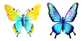 Two Colorful Butterflies on a Transparent Background: Nature-inspired Graphics