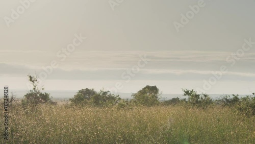 Pan shot of a black-bellied bustard (Lissotis melanogaster) standing between the savannah grasslands during the morning in Kenya. photo