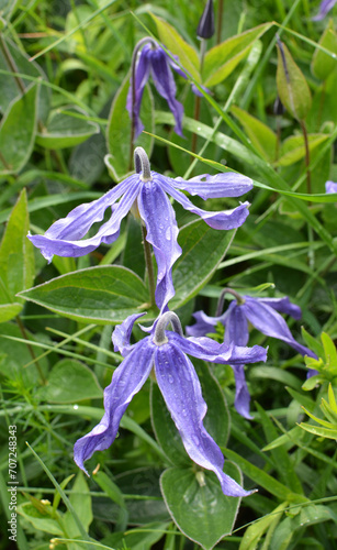 Schilderij op canvas The relict plant Clematis integrifolia grows in the wild