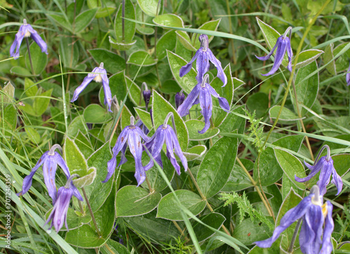 The relict plant Clematis integrifolia grows in the wild