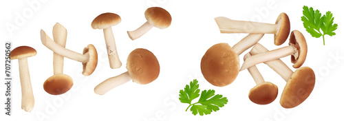 honey fungus mushrooms isolated on white background . Top view. Flat lay.