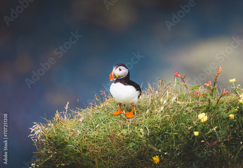 Obraz na płótnie Puffin on Cliff w salonie