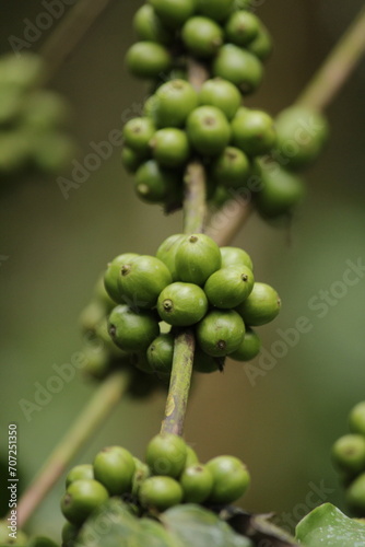 close up of a green coffee beans photo