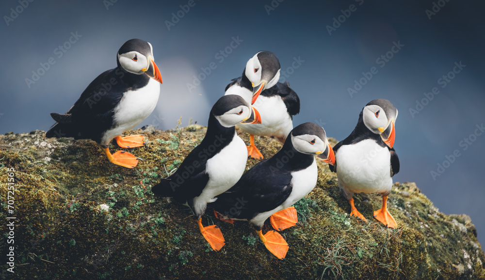 Group of Puffins Iceland