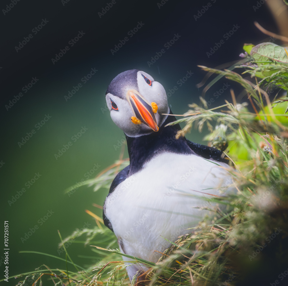 Iceland Puffin