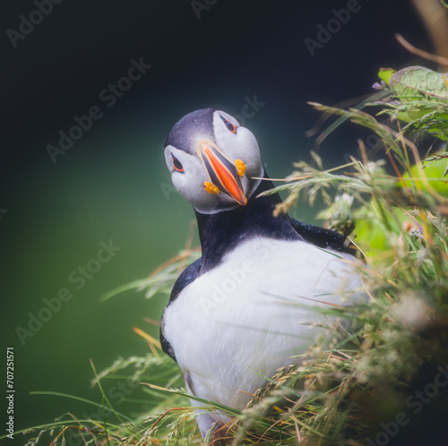 Obraz na płótnie Iceland Puffin w salonie