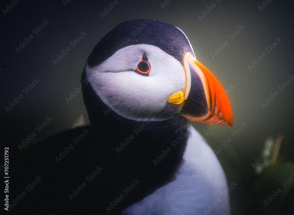 Close Up Puffin Head