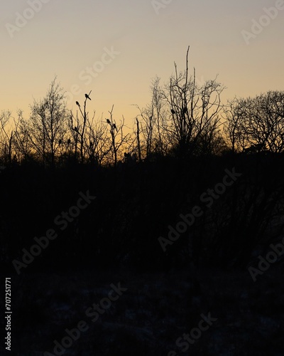 Silhuette of birds in the trees at sunset