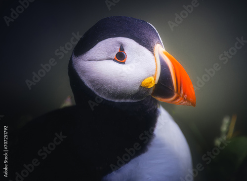 Obraz na płótnie Close Up Puffin Head w salonie