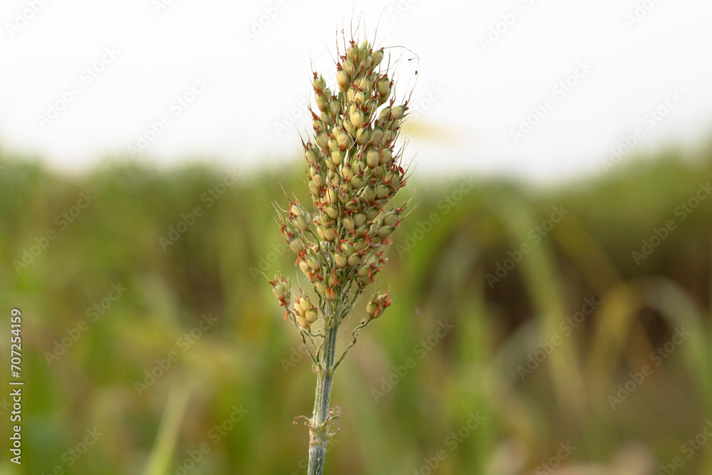 Obraz premium Beautiful millet field. Millet is rich in potassium a mineral that supports healthy kidney and heart function. Potassium also plays a role in nerve signal transmission.