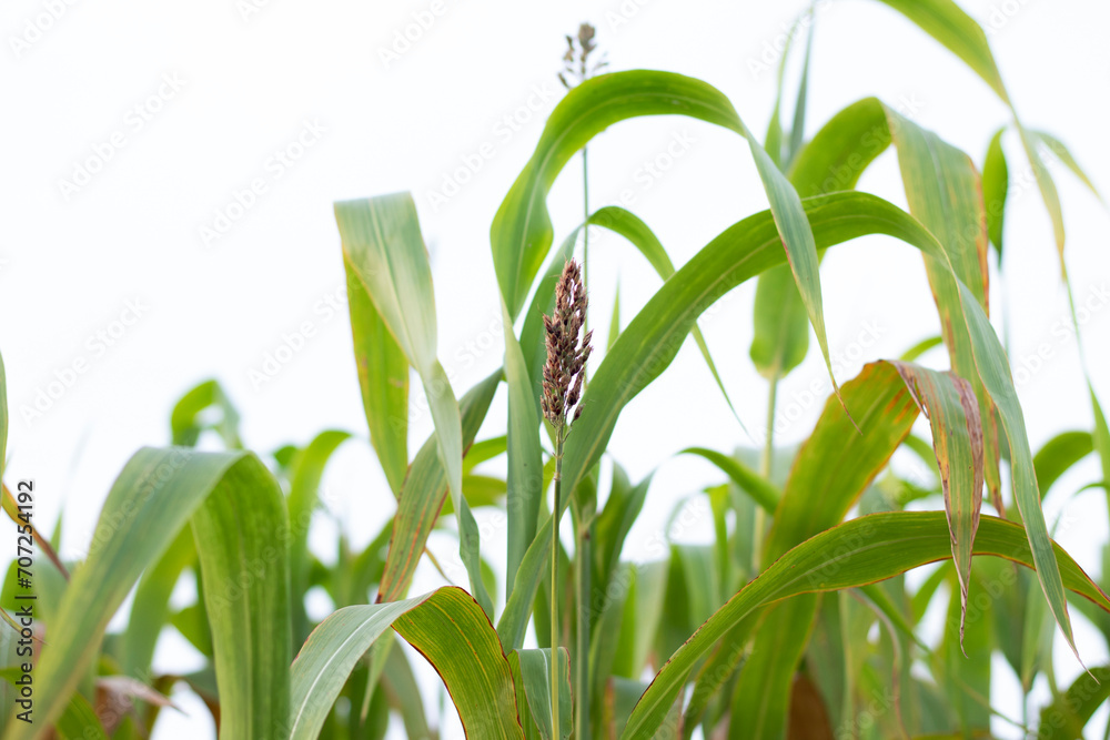 Obraz premium Beautiful millet field. Millet is rich in potassium a mineral that supports healthy kidney and heart function. Potassium also plays a role in nerve signal transmission.