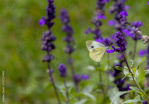 Cabbage white - pieris rapae butterfly on Salvia farinacea - mealycup sage