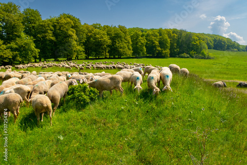 Sheep at Schwäbische Alb - Germany