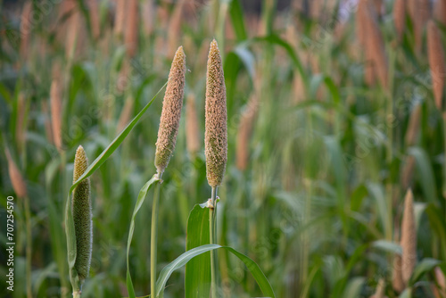  Beautiful millet field. Millet is rich in potassium a mineral that supports healthy kidney and heart function. Potassium also plays a role in nerve signal transmission. photo