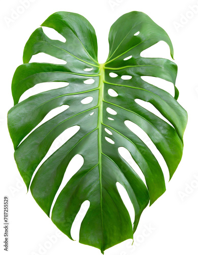 Monstera leaf isolated on white background close-up