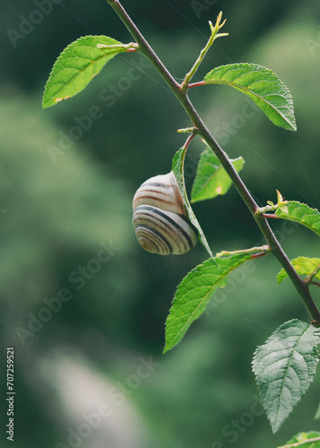 snail on a branch