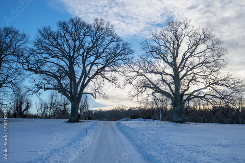 Silhouette of two oak trees and a park way in a snowy park, on the Drottningholm island in Stockholm, Sweden