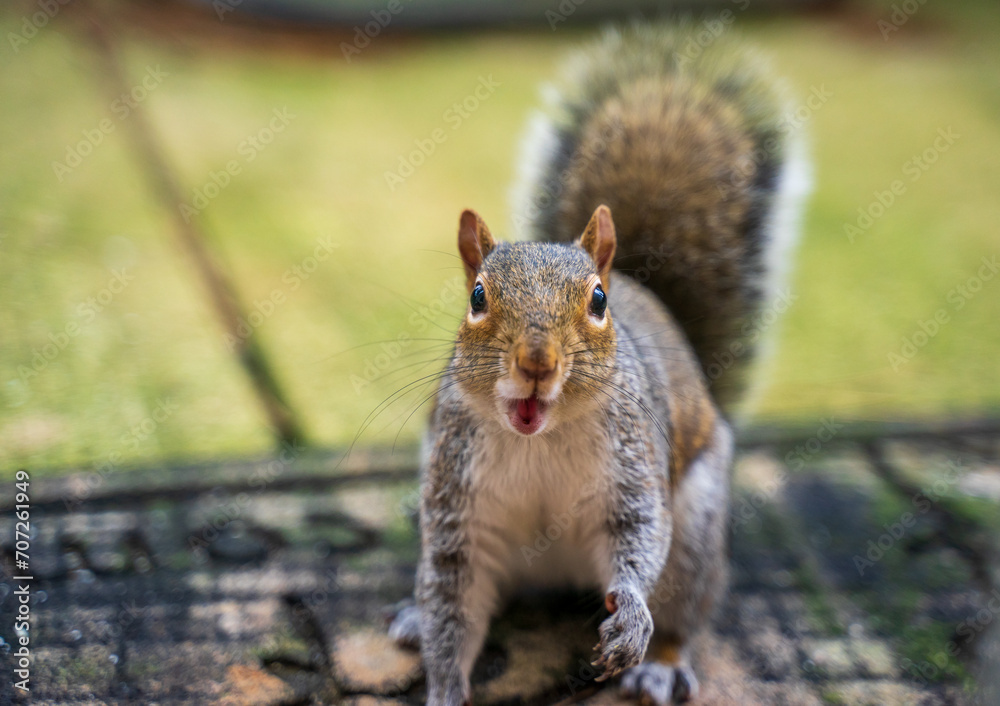 Obraz premium A ground squirrel with funny and cute face. He or she is having surprise of the nut treats. The jaws and eyes open wide. A cheerful photo for animal or environmental lovers. 