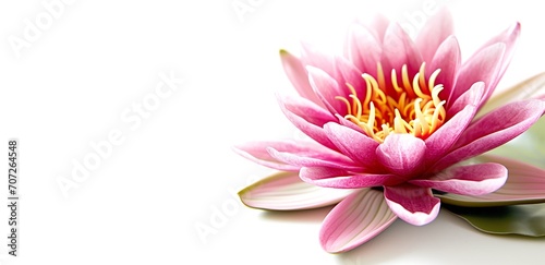 Pink lotus flower. © inspiretta