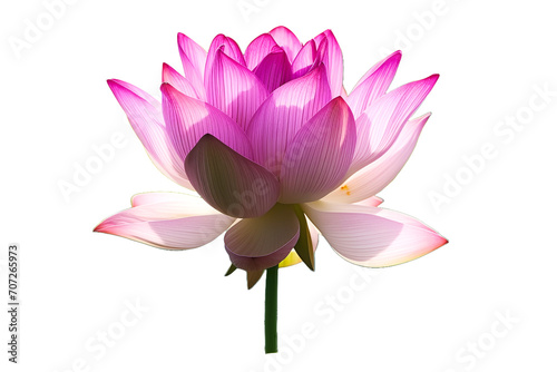 Lotus flower on water, serenity and meditation concept.