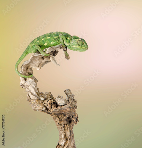 Chameleon on branch photo