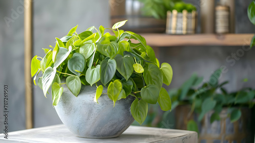Lush overgrown heart-leaf philodendron in a big modern pot. High quality photo