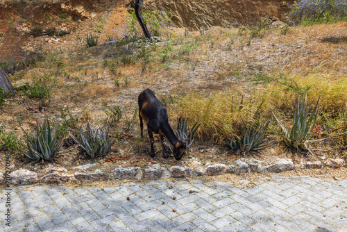 Beautiful view of Arikok National Park on island of Aruba, with mountain goat standing near road. photo