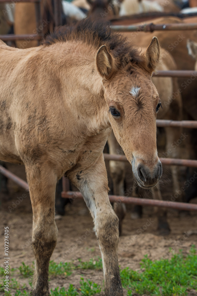 Beautiful thoroughbred horses graze on a ranch on a summer day. Beautiful thoroughbred horses graze on a ranch on a summer day.