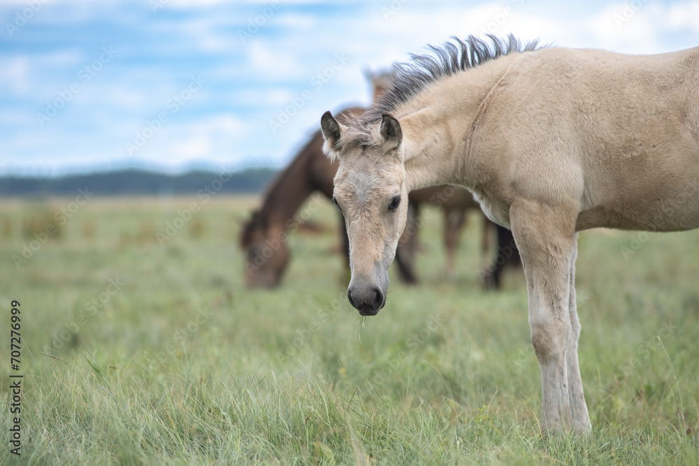 Beautiful thoroughbred horses graze on a ranch on a summer day. Beautiful thoroughbred horses graze on a ranch on a summer day.
