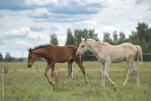 Fototapeta Naklejka Na Ścianę i Meble -  Beautiful thoroughbred horses graze on a ranch on a summer day.