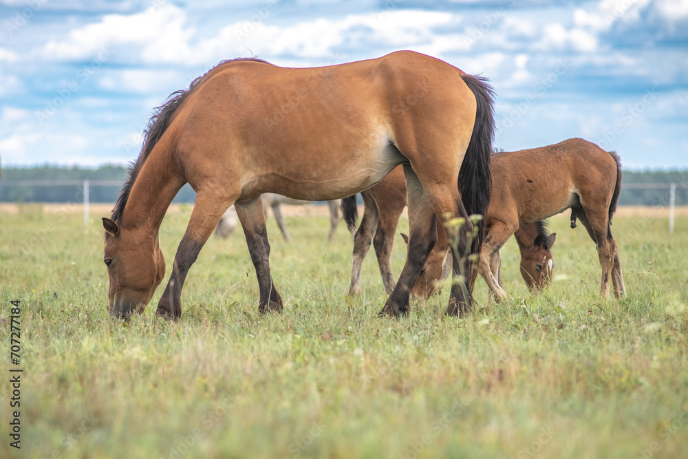 Beautiful thoroughbred horses graze on a ranch on a summer day. Beautiful thoroughbred horses graze on a ranch on a summer day.