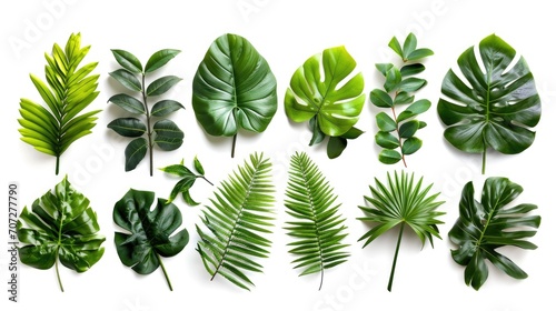 A collection of various tropical leaves displayed against a white background. This versatile image can be used for a range of purposes