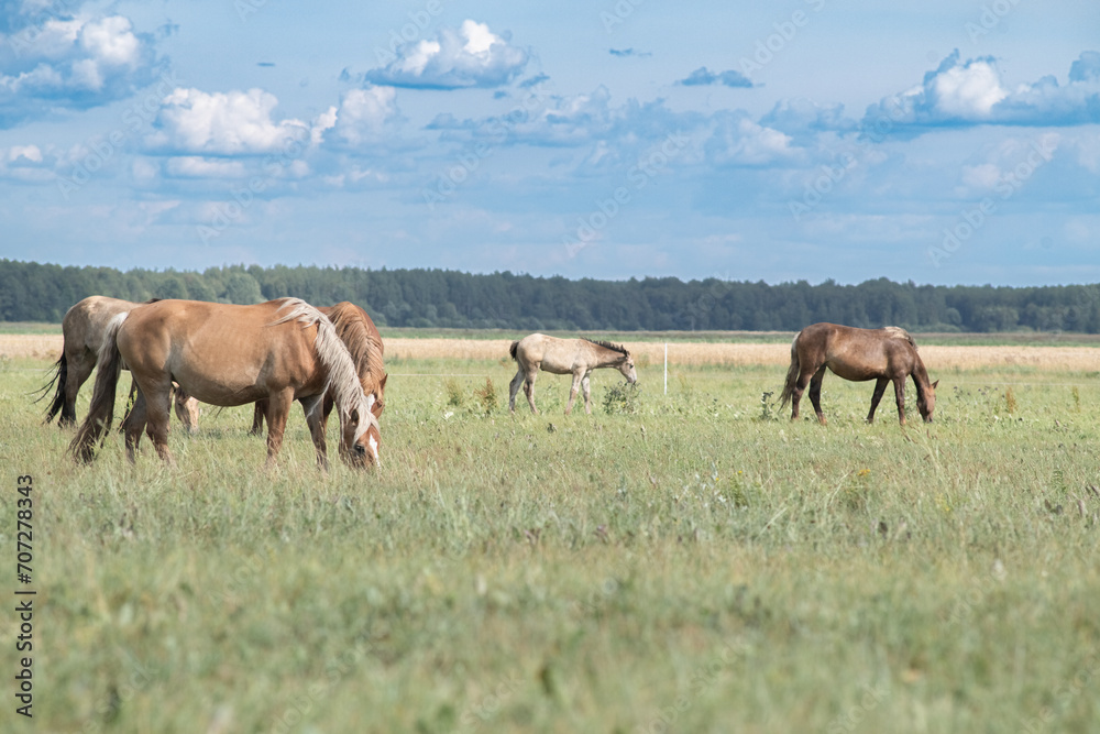 Beautiful thoroughbred horses graze on a ranch on a summer day.