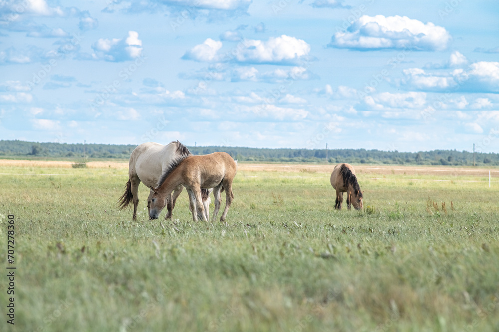 Beautiful thoroughbred horses graze on a ranch on a summer day. Beautiful thoroughbred horses graze on a ranch on a summer day.