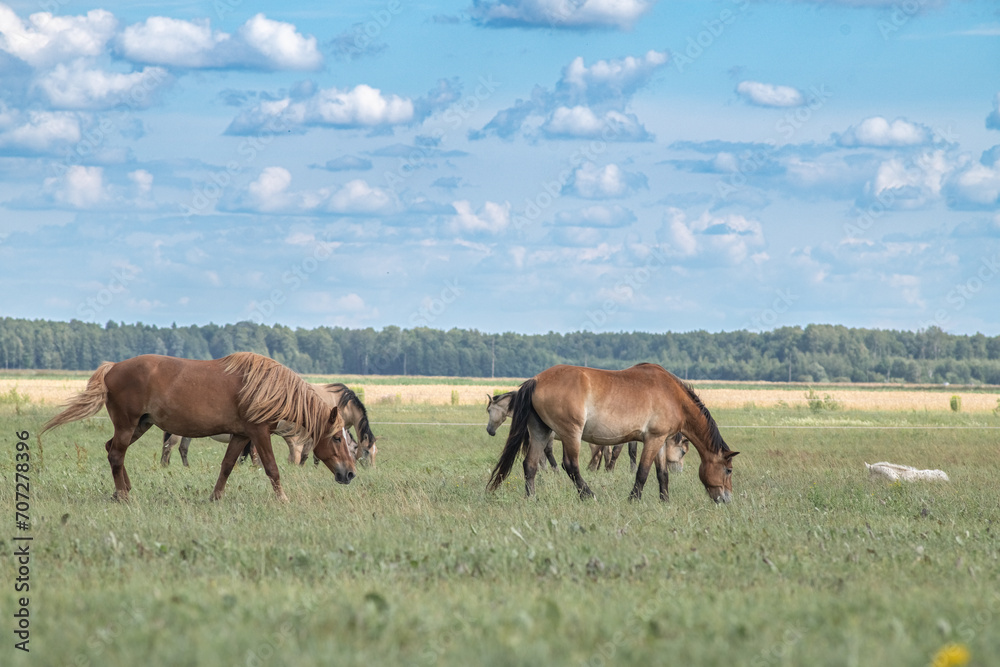 Beautiful thoroughbred horses graze on a ranch on a summer day. Beautiful thoroughbred horses graze on a ranch on a summer day.