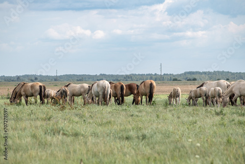 Beautiful thoroughbred horses graze on a ranch on a summer day.