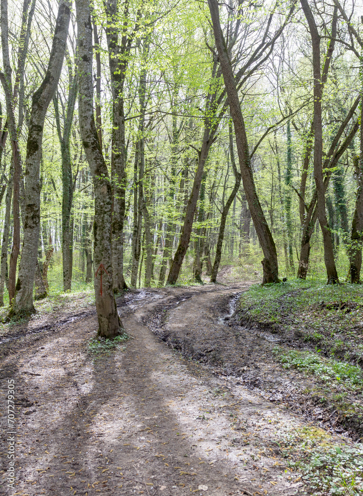 Fototapeta premium Spring walks in nature on a dirt road leading to the forest.