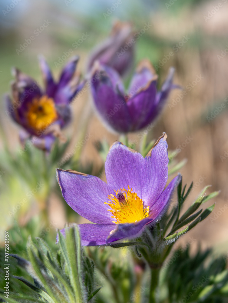 Purple Pasque Flowers with Bright Yellow Centers in Early Spring Purple Pasque Flowers with Bright Yellow Centers in Early Spring