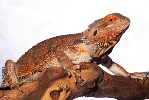 A bearded dragon  resplendent in red hues  sits contentedly perched on a branch against a plain white background.